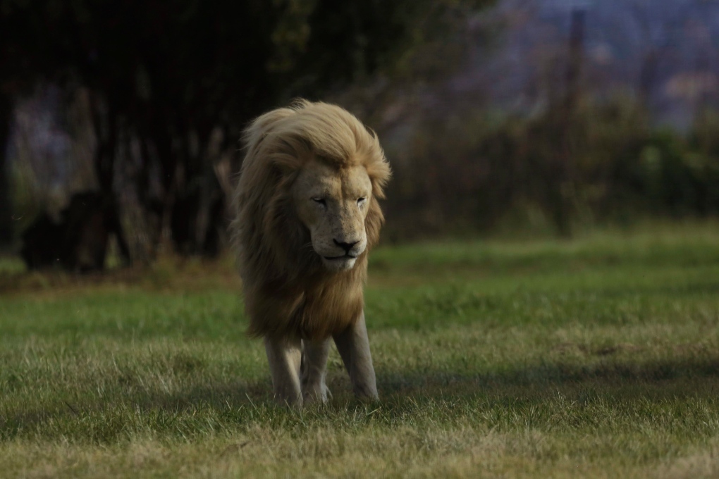 Lion that mauled man in enclosure in South Africa is killed