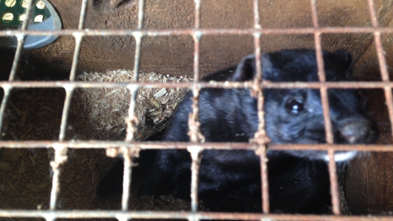 A mink is pictured in a pen in St. Marys, Ont., on Monday, June 1, 2015. (David Imrie / CTV Kitchener)