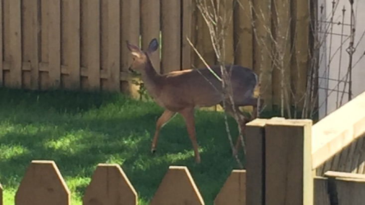 Deer rescued from Whitby backyard