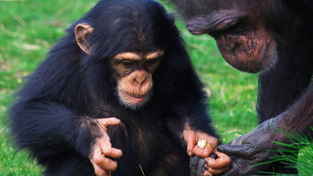 Chimpanzee giving food to young chimp. 