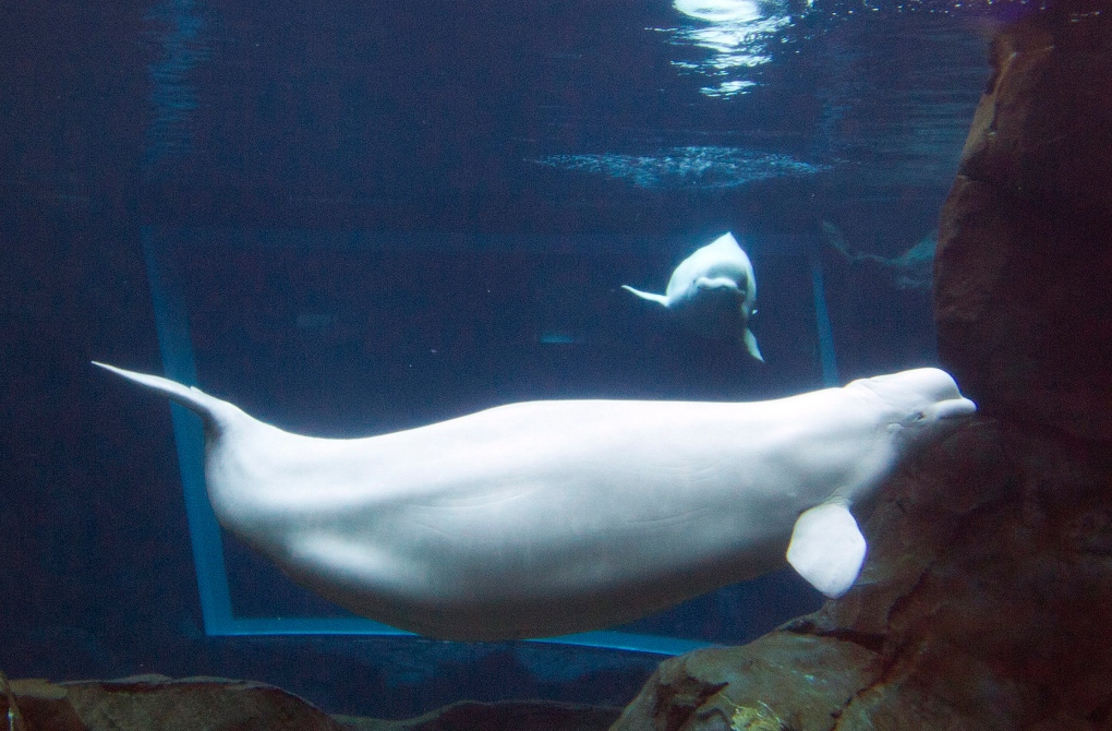 Maris the beluga whale 