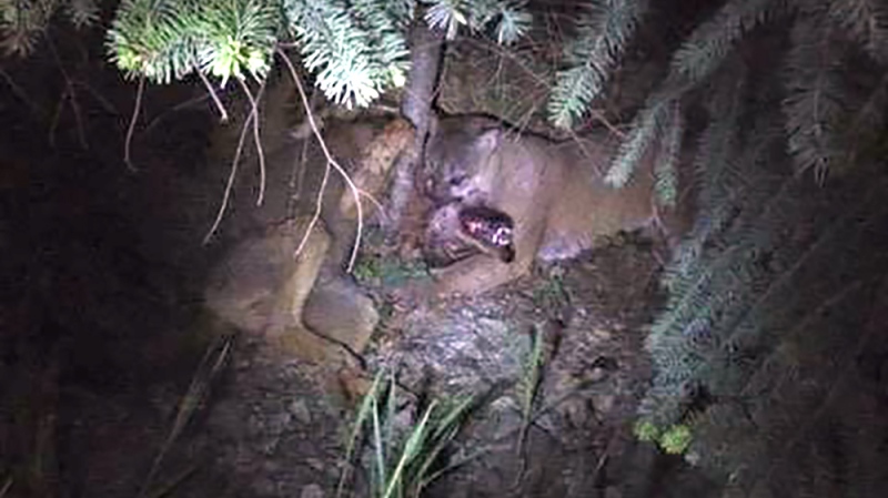 Lake Cowichan resident Rod Mizak snapped this photograph of a cougar locked on to the throat of a wolf near a logging service road May 21, 2015. (Courtesy Rod Mizak)