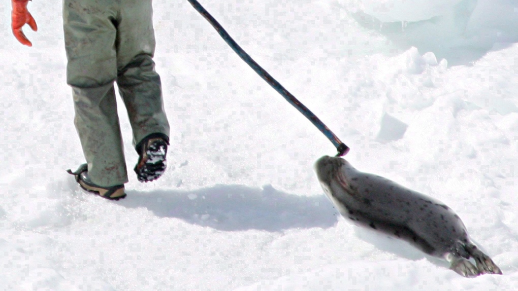Seal hunt St. Lawrence