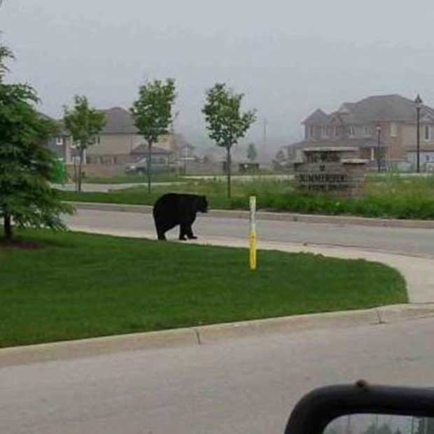 A black bear is spotted near Concession Road 10 heading out of Port Elgin, Ont. on Tuesday, June 9, 2015. (Sgt. Andy Evans / Twitter)
