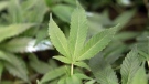 This Feb. 1, 2011 file photo shows medical marijuana clone plants at a medical marijuana dispensary in Oakland, Calif. (Jeff Chiu / AP Photo)