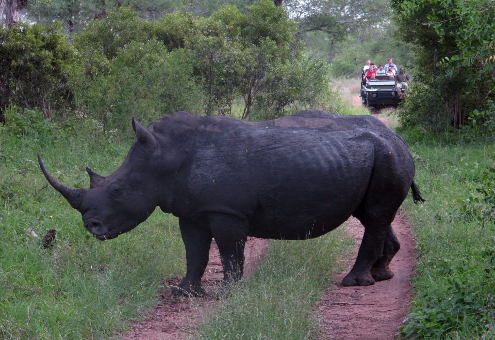 Rhino poaching