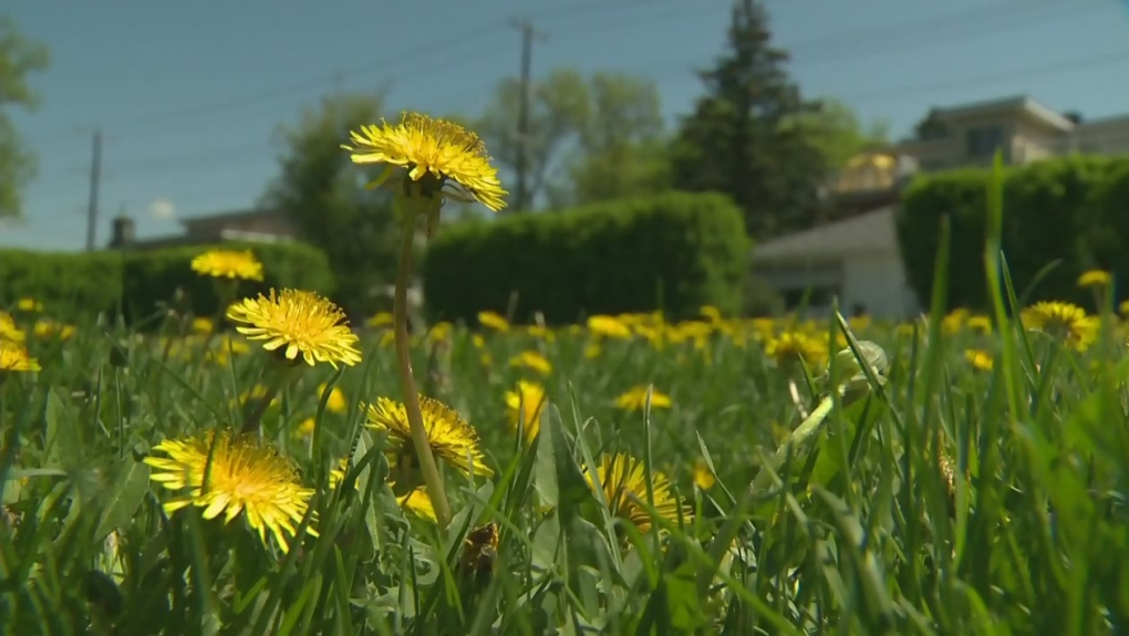 Have your say on the city's use of herbicides | CTV News