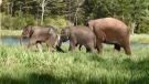 Ontario’s African Lion Safari recently welcomed three new baby elephants to its family. (TheSafari1969/YouTube)