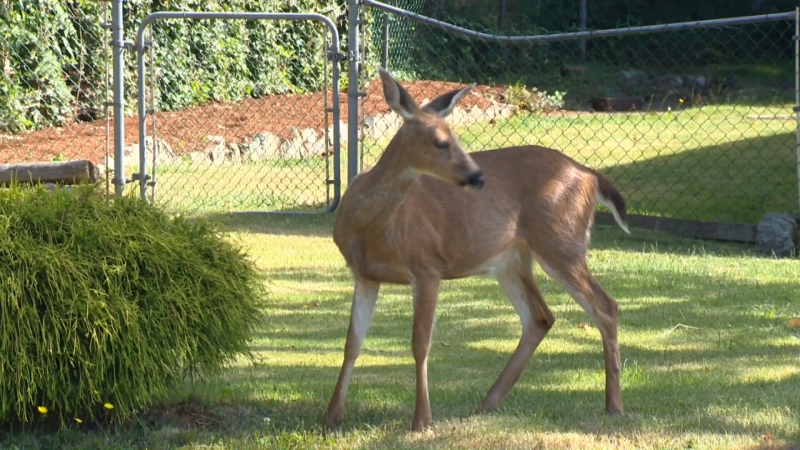 Residents say an overabundance of deer has led to increased cougar sightings in their Nanaimo neighbourhood. June 18, 2015. (CTV Vancouver Island)