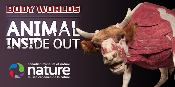 Animal Inside Out at Canadian Museum of Nature