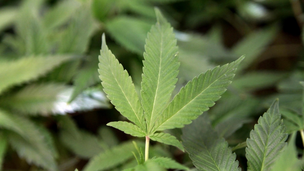 Medical marijuana clone plants