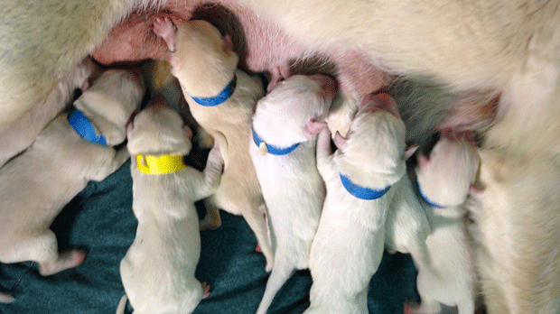 The mother's name is Sweet, after the sweet sixteen litter she delivered.