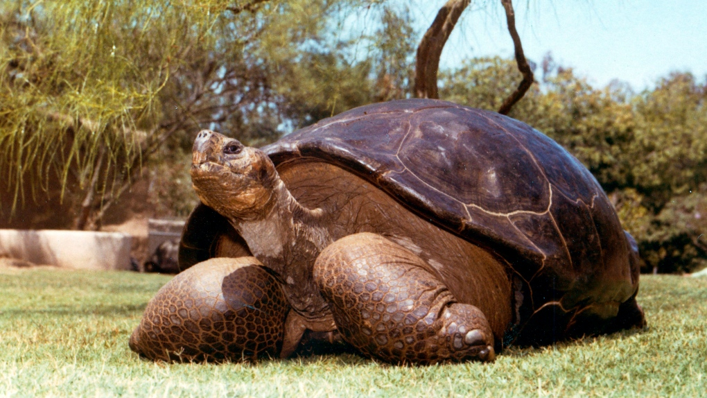 Speed the tortoise