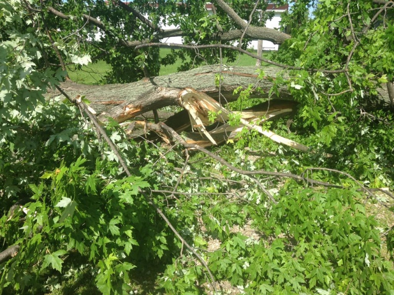 Powerful winds knocks down trees in Kingsville, Ont., on June 23, 2015. (Christie Bezaire / CTV Windsor)