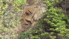 A closer view of an approximately seven-foot carving of a face seen on a cliff in B.C.'s Broken Group Islands. June 24, 2015. (CTV Vancouver Island)