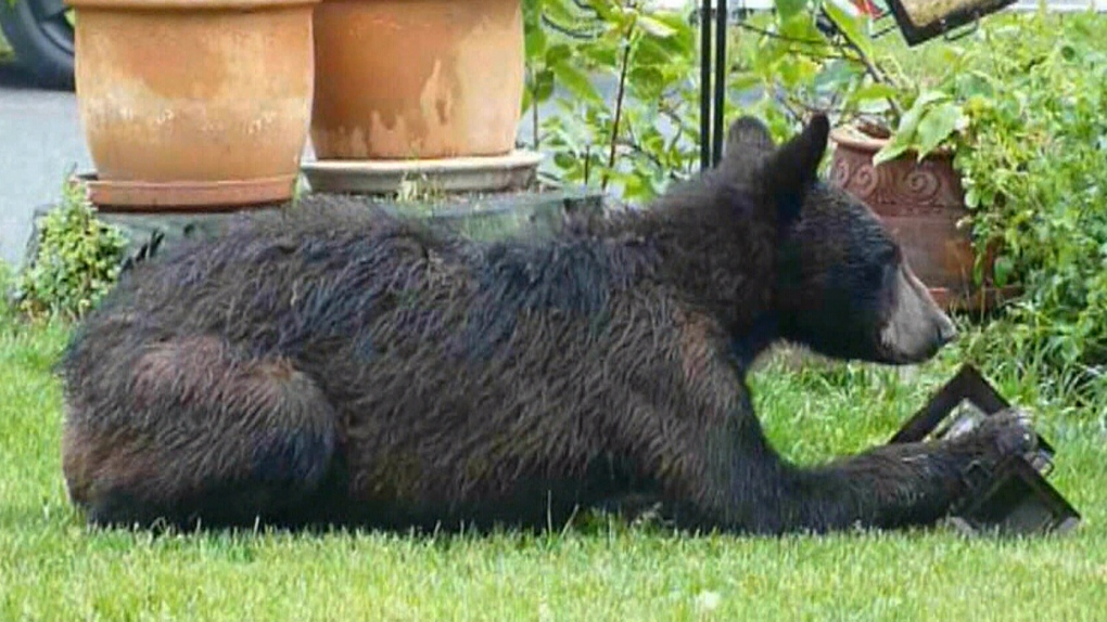 Ottawa bear