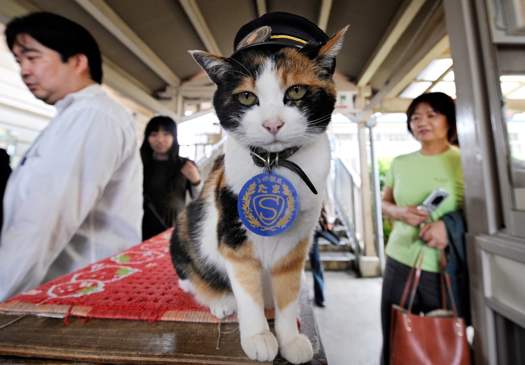 Tama, the  Japanese cat stationmaster
