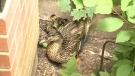 "Rosie" with her 10 ducklings