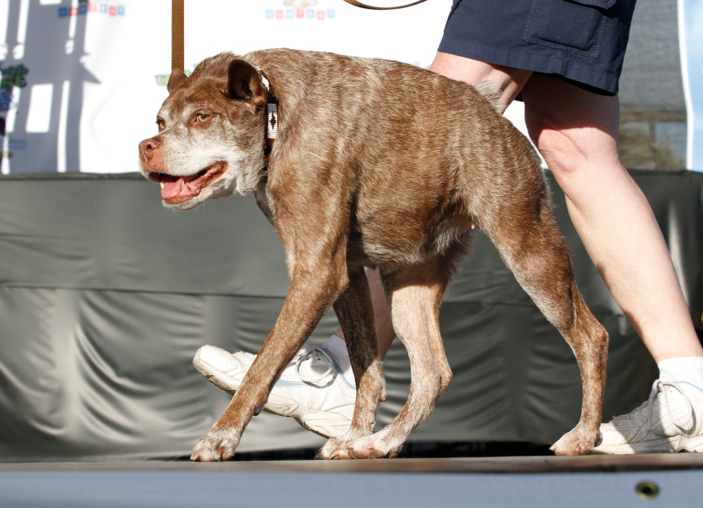 World's Ugliest Dog winner Quasi Modo