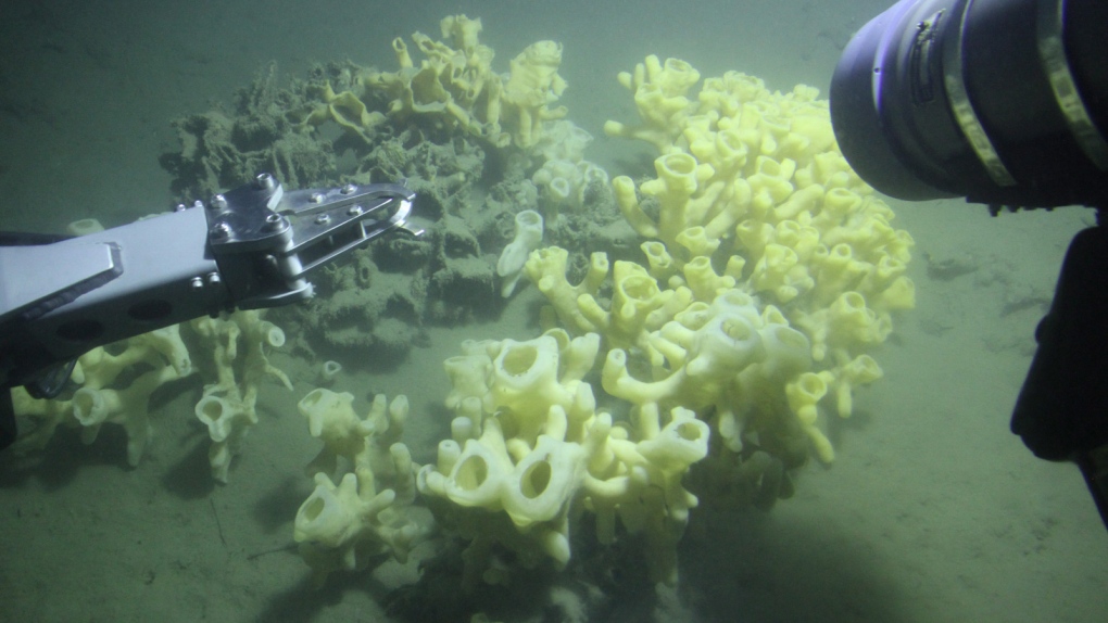 A glass sponge reef
