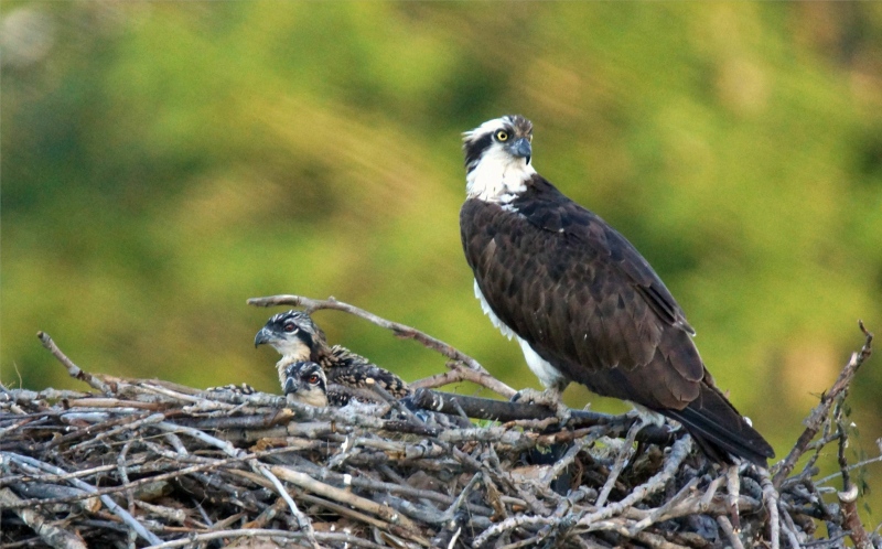 A female Osprey with young ones at the Seaway Locks in Iroquoi. (Cathy Lozo/CTV Viewer)