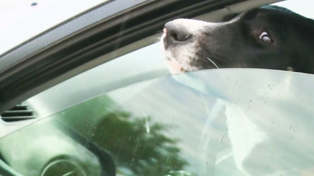 CTV Winnipeg: Pet safety in hot cars