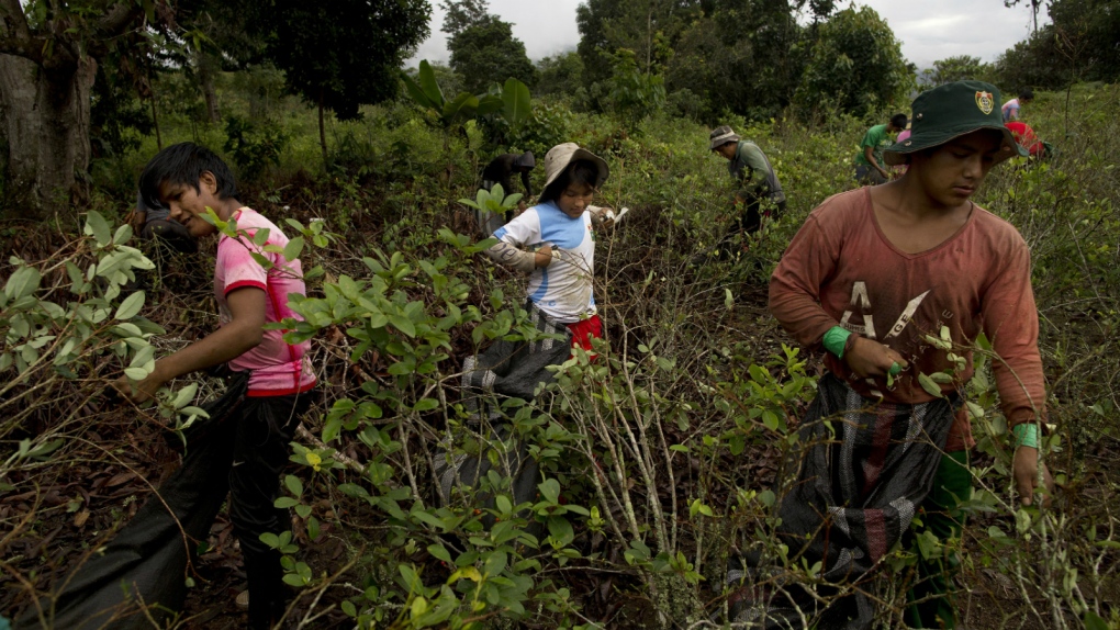 Farmers worry about future of coca harvest