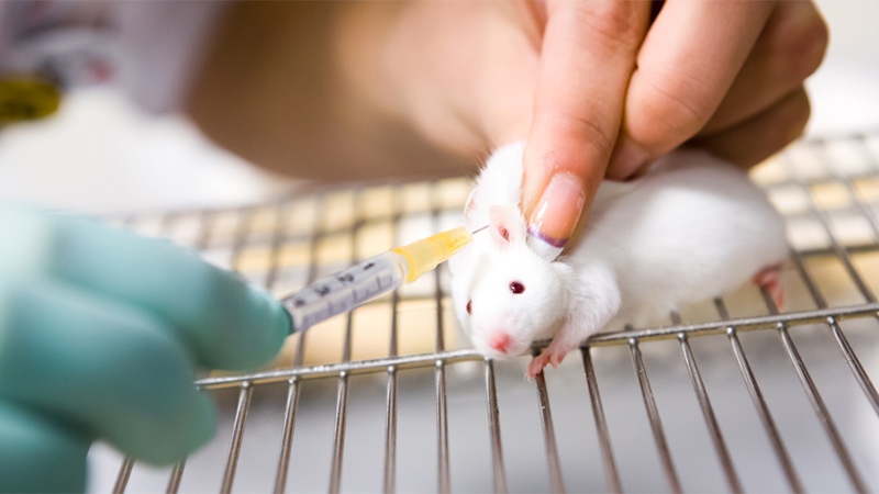 Transplanting brown fat in mice
