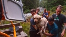 A helicopter operator with a “soft spot for dogs” came to the rescue of a huge family pet after it became dog-tired and wound up stuck on a popular trail. (North Shore Rescue)