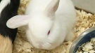CTV London: Rabbit rescue in need of some help