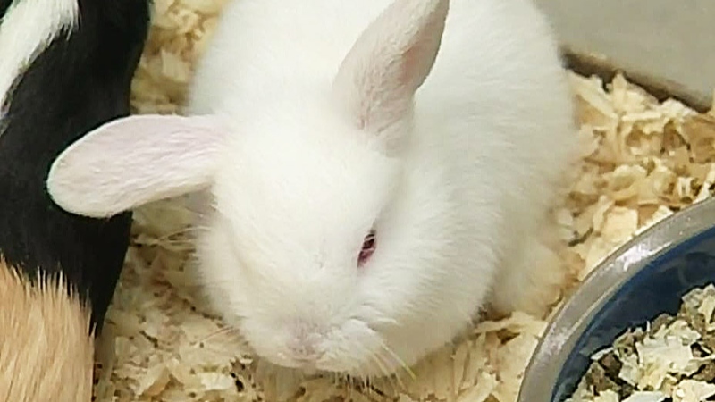 CTV London: Rabbit rescue in need of some help