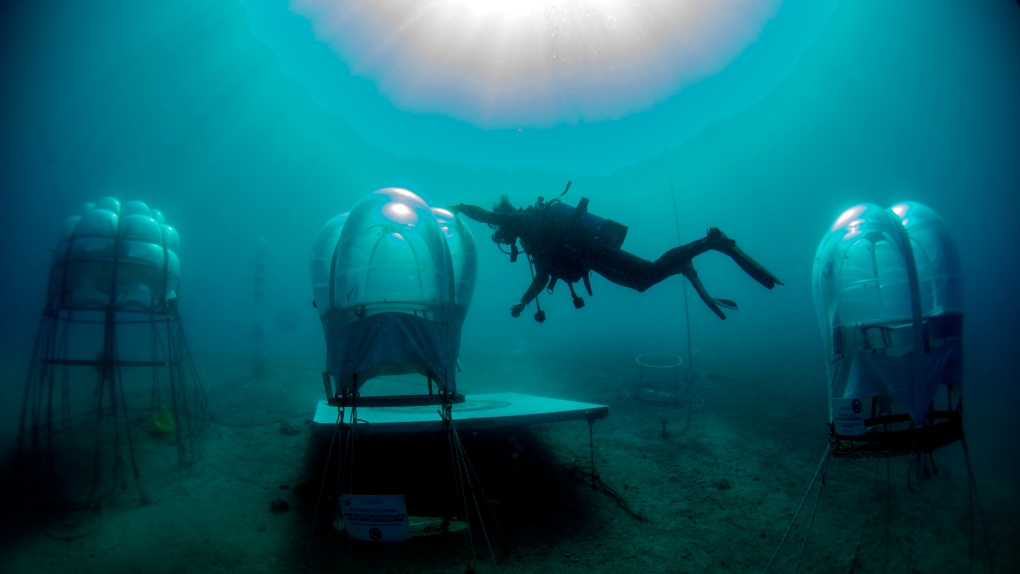 Underwater gardens in Italy.