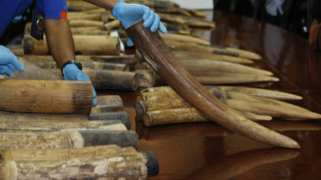 Ivory seizure in Thailand