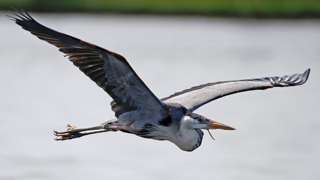 Birds leave Florida's Gulf Coast