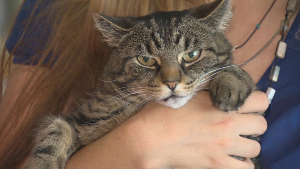 Bizarre mystery B.C. family upset after cat repeatedly found shaved