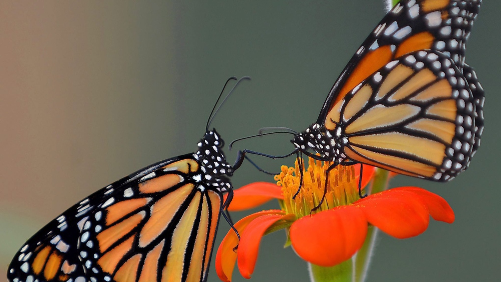 Monarch butterflies on plant