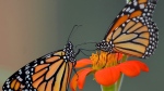 A pair of monarch butterflies, hatched just hours earlier, feed on a flower Friday, June 12, 2015, at ButterflyWorkx butterfly farm in Dunnellon, Fla. on June 12, 2015. (Matthew Beck / The Citris County Chronicle) 