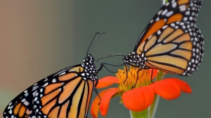 A pair of monarch butterflies, hatched just hours earlier, feed on a flower Friday, June 12, 2015, at ButterflyWorkx butterfly farm in Dunnellon, Fla. on June 12, 2015. (Matthew Beck / The Citris County Chronicle) 