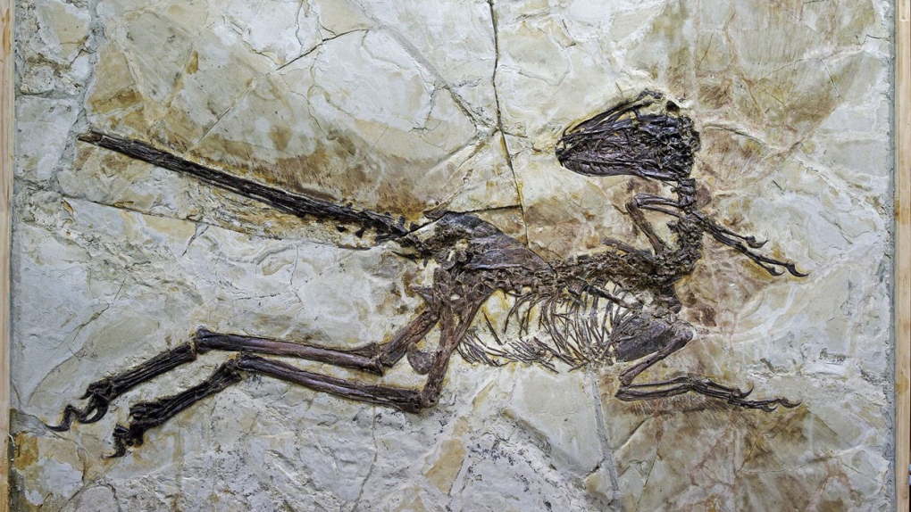 Feathered dinosaur Zhenyuanlong suni