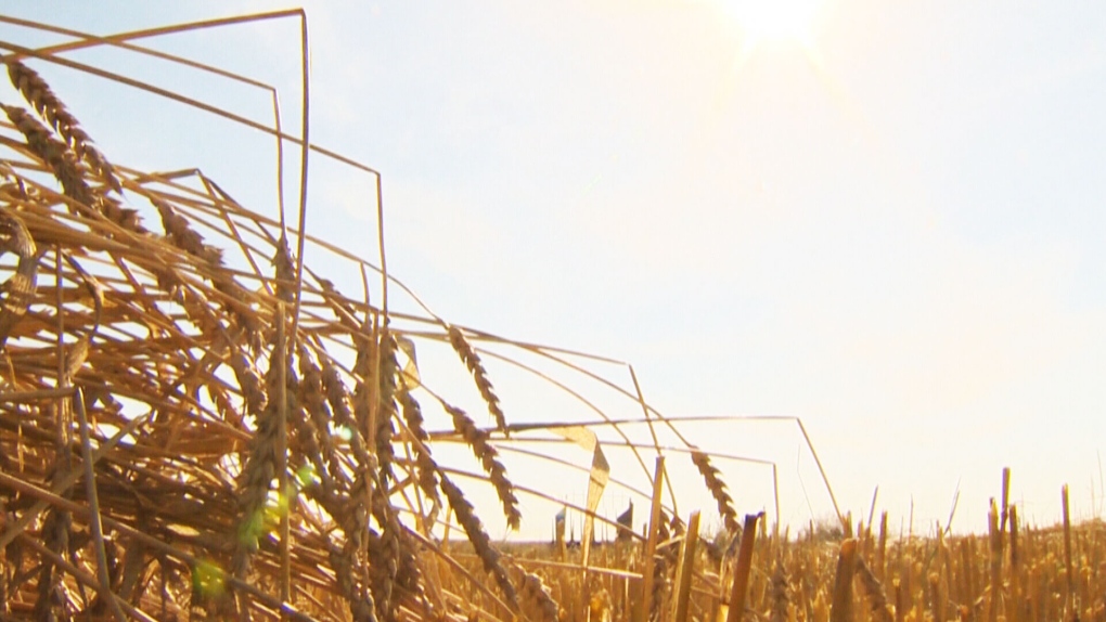 Canada AM: Western drought puts crops at risk