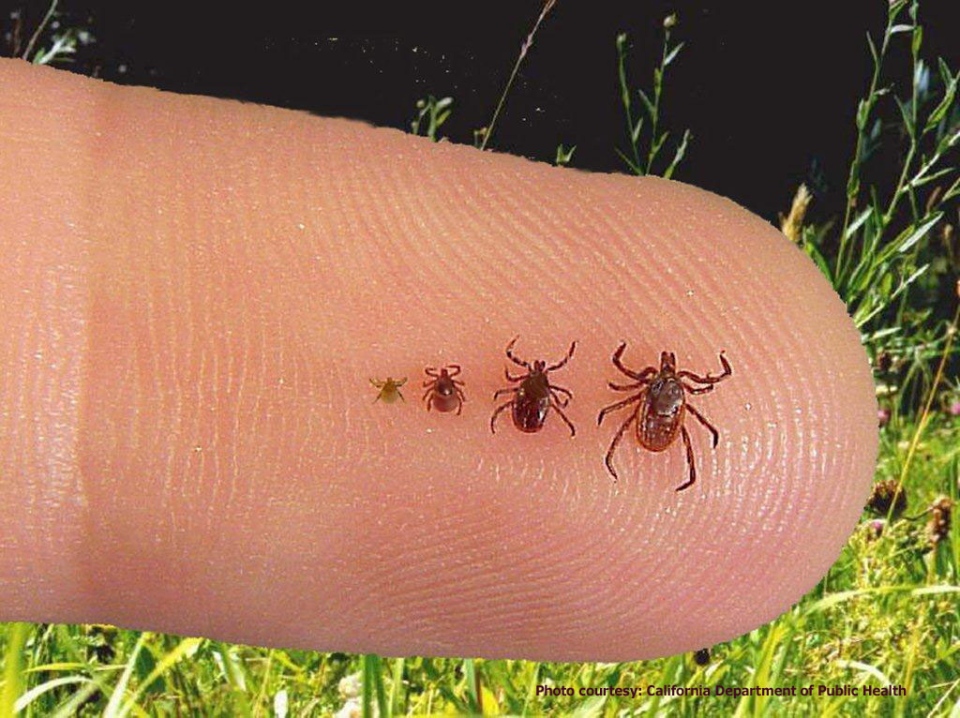 Ticks, Lyme disease
