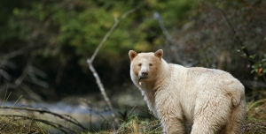 In Search of the Spirit Bear in the Great Bear Rai