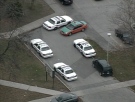 Police cars gather outside C.W. Jeffreys C.I. after a reported stabbing at the school on Tuesday, Nov. 11, 2008.