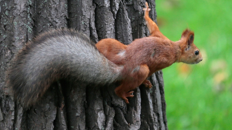 A squirrel in Moscow, Russia, on Sept. 26, 2012. (AP / Mikhail Metzel)
