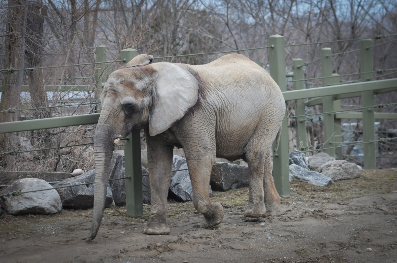 In this image taken on April 5, 2011 provided by PAWS/Zoocheck Canada, an African elephant, Iringa, is shown in the Toronto Zoo in Toronto, Canada. (AP Photo/PAWS/Zoocheck Canada, Jo-Anne McArthur)