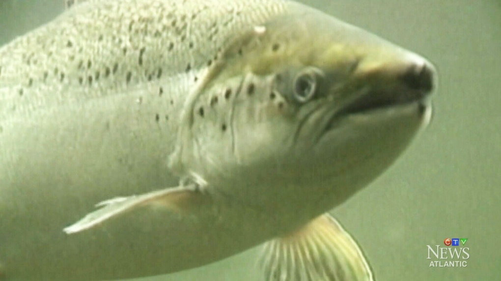 Federal scientists find N.L. Atlantic salmon population in steep decline