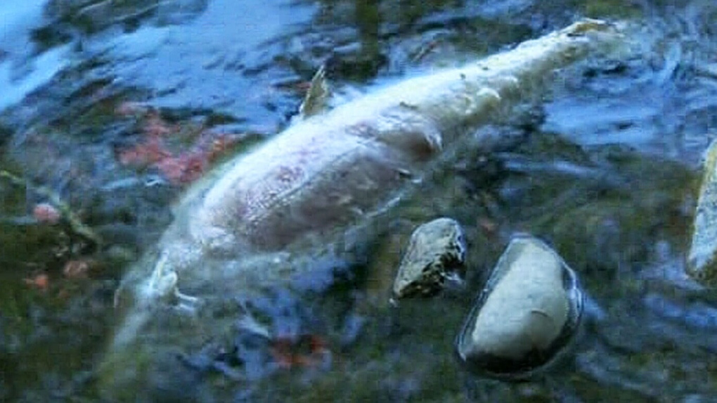 B.C. river flooded with dead salmon amid drought