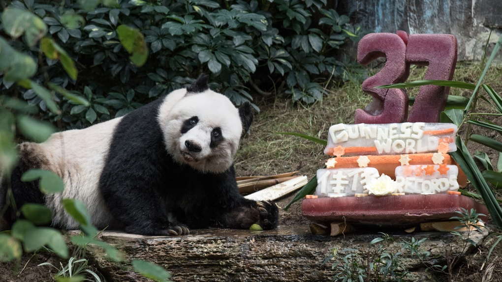 Giant panda Jia Jia 