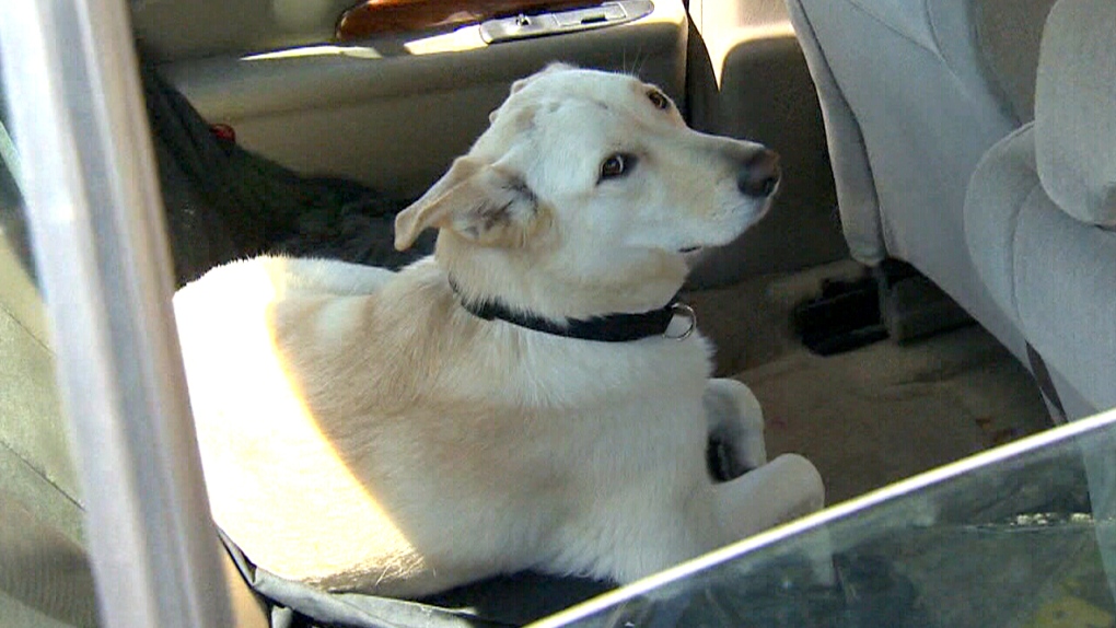 Dogs overheat easily in a vehicle