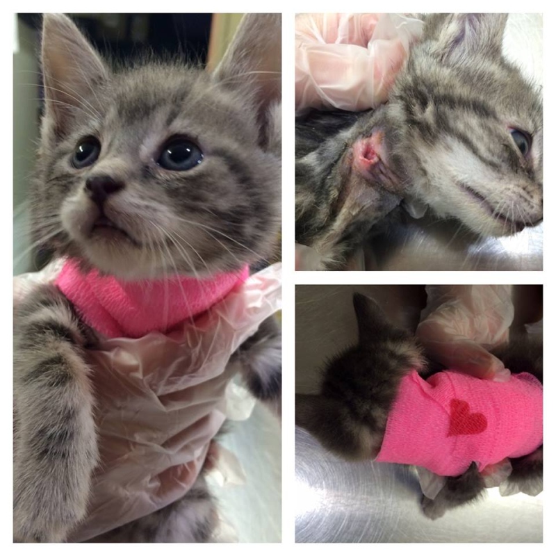 A Windsor kitten is recovering after getting infested with botfly larvae. (Courtesy Windsor/Essex County Humane Society)